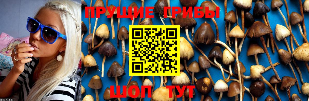 Кострома  где купить наркоту  Вход с VPN  Псилоцибиновые грибы Psilocybe 